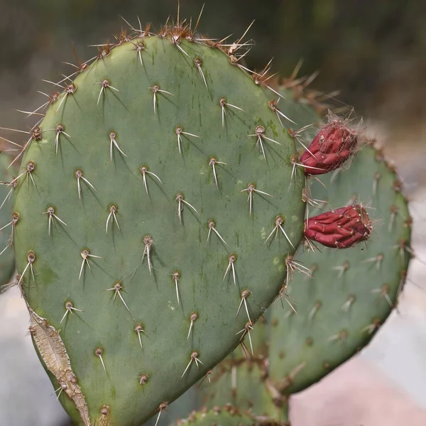 Detailní Záběr Kaktusu Pricklypear Ovocem — Stock fotografie