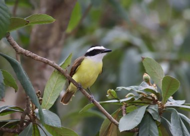 Büyük Kiskadee (pitangus sulphuratus) tropikal bir ağaca tünemiştir.