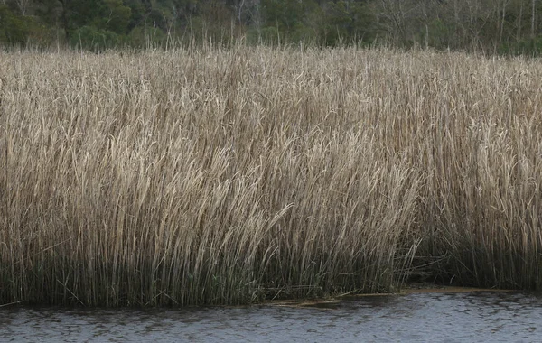 池の端にある背の高い草の健康なスタンド — ストック写真
