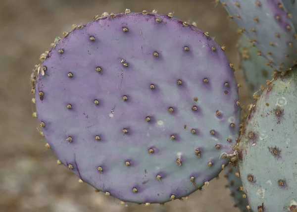 Detailní Záběr Jednoho Bloku Fialového Kaktusu Pricklypear — Stock fotografie