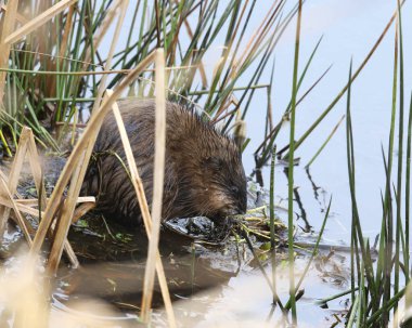 Misk Faresi (ondata zibethicus) bazı uzun sazlıklarda arama yapar