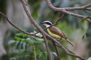 Büyük Kiskadee (pitangus sulphuratus) tropikal bir ağaca tünemiştir.