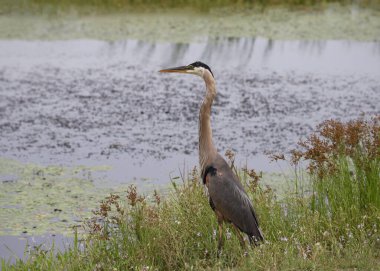 Büyük Mavi Balıkçıl (ardea herodias) bir sulak alanın kenarında duruyor.