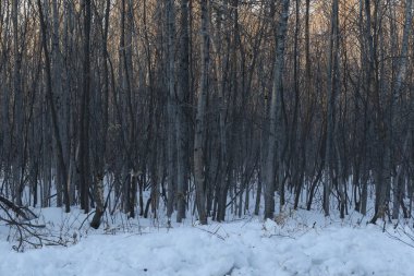 Kuzey Minnesota 'daki ağaçların arasında kış ışığı parlıyor.