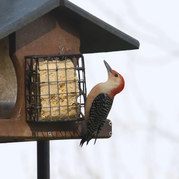 stock image Red-bellied Woodpecker (male) (melanerpes carolinus) feeding on a suet cake