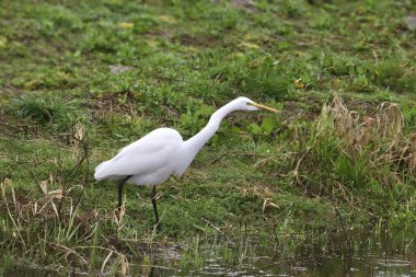 Büyük Akbalıkçıl (ardea alba) bir çayırda yiyecek arıyor