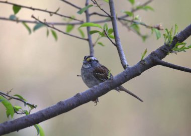 Beyaz - boğazlı bir dal üzerinde tünemiş serçe (zonotrichia albicollis)