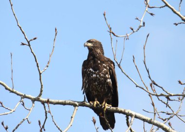 Kel Kartal (olgunlaşmamış) (haliaeetus leucocephalus) bir ağaca tünemiş.