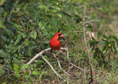 Kuzey Kardinali (erkek) (Cardinalis cardinalis) bir dala tünemiştir