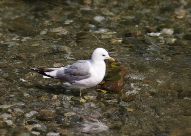 Bir derede duran Mew Gull (larus canus)