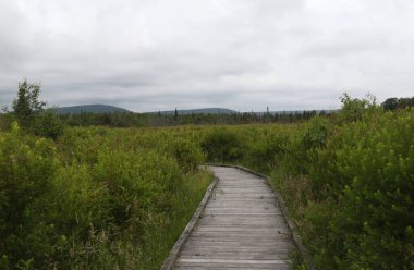 Freeland Boardwalk, Canaan Valley Ulusal Vahşi Yaşam Sığınağı, Batı Virginia