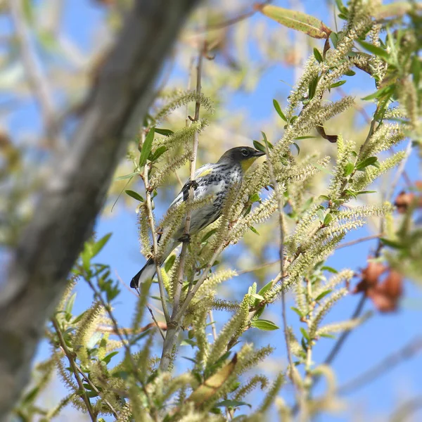 Gelbrüsselsänger Audubon Setophaga Coronata Hockt Hoch Oben Einem Belaubten Baum — Stockfoto
