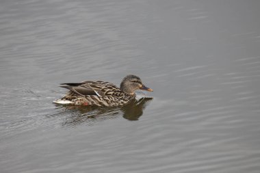 Mallard Duck (dişi) (Ananas platyrhynchos) gölette yüzer