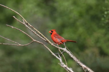 Kuzey Kardinali (erkek) (Cardinalis cardinalis) bir dala tünemiştir
