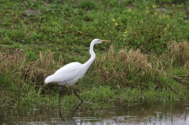 Büyük Akbalıkçıl (ardea alba) bir sulak arazinin kenarında yiyecek arıyor.