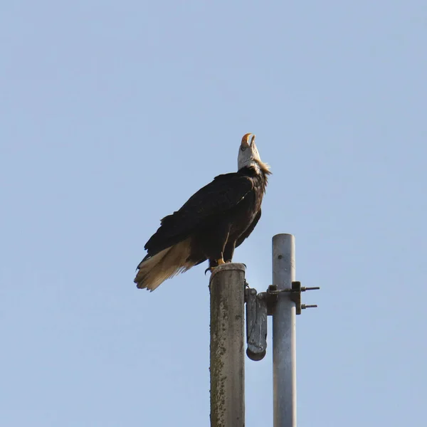 Лысый Орел Haliaeetus Leucocephalus Кричащий Головой Назад — стоковое фото