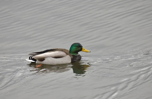 Mallard Duck Macho Anas Platyrhynchos Nadando Estanque — Foto de Stock