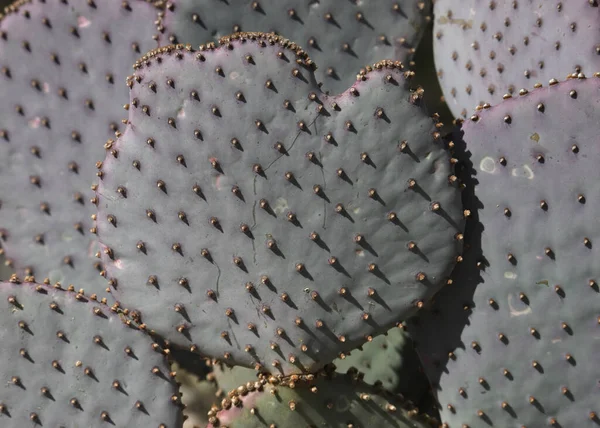 Detailní Záběr Některých Pichlavých Hruškovitých Kaktusíků — Stock fotografie
