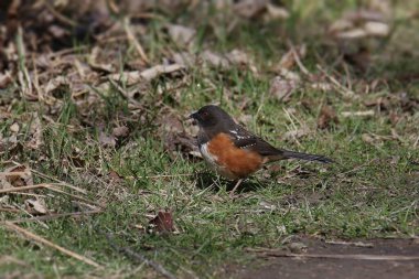 Benekli Towhee (dişi) (pipilo maculatus) yerde arama