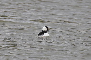 Bufflehead Duck (erkek) (bucephala albeola) bir gölette yüzüyor