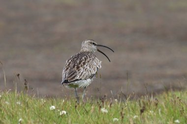 Whimbrel (numenius phaeopus) gagası sonuna kadar açık