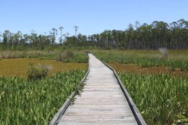 Big Branch Bataklığı 'nda sahil yolu Ulusal Vahşi Yaşam Sığınağı, Lousiana