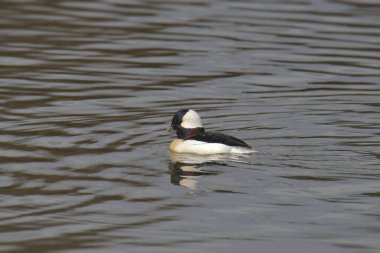 Bufflehead (erkek) (bucephala albeola) bir gölette yüzüyor