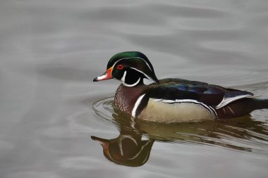 Bir Wood Duck (erkek) (aix sponsa) yakın plan) 
