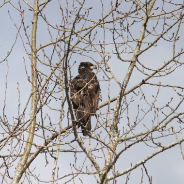 Kel Kartal (olgunlaşmamış) (haliaeetus leucocephalus) yapraksız bir ağaca tünemiştir.