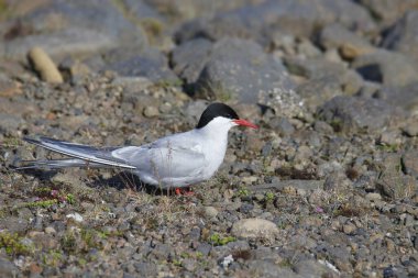 Arctic Tern (sterna paradisaea) yere tünemiştir.