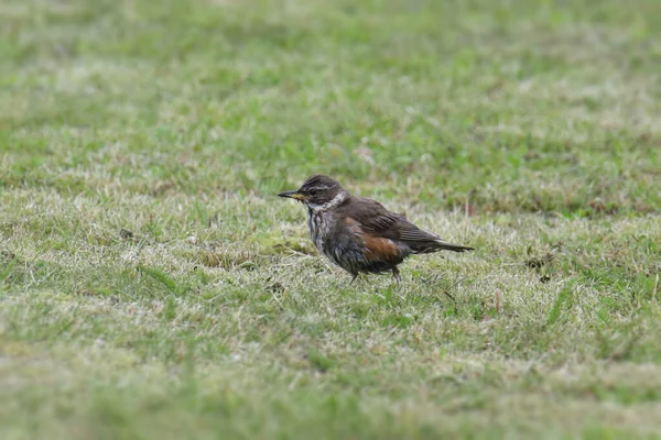 Oiseau Roux Turdus Iliacus Butinant Dans Herbe — Photo
