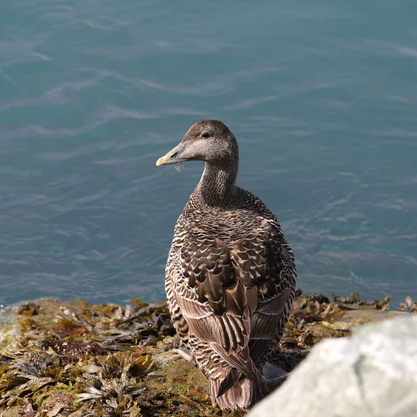 Common Eider Duck Female Somateria Mollissima Looking Back Perch Ocean — Stock Photo, Image