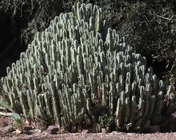 Huge Clump Moroccan Mound Cactus — стокове фото