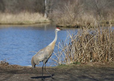 Kum Tepesi Turnası (kış renklendirmesi) (Grus kanadensis) bir su birikintisinin yanında duruyor