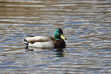 Mallard Duck (erkek) (Ananas platyrhynchos) gölette yüzer