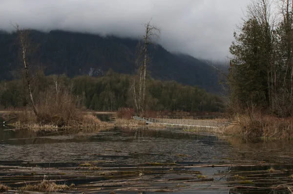 stock image Cheam Wetlands, Vancouver, British Columbia, Canada