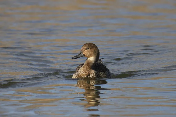 Pintail Norte Fêmea Anas Acuta Nadando Lago — Fotografia de Stock