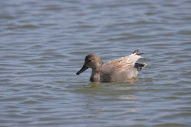Gadwall (erkek) (ananas strepera) bir gölette yüzüyor