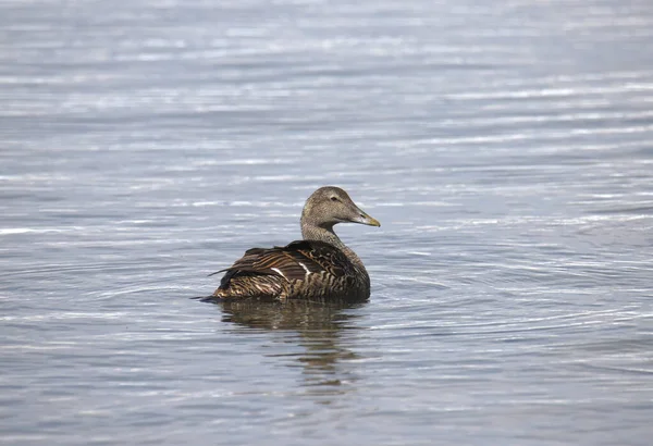 Common Eider Duck Female Somateria Mollissima Swimming Ocean — Stock Photo, Image