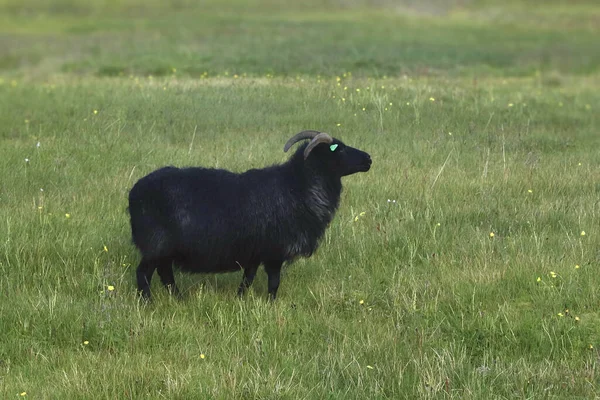 Ісландські Вівці Чорні Яєчники Стоять Трав Янистій Луці — стокове фото