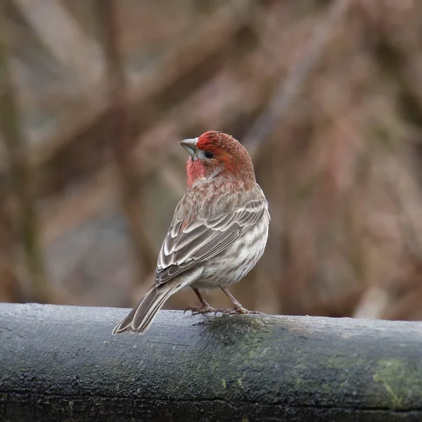 House Finch Male Haemorhous Mexicanus Looking Back Perch Wooden Fence — Stock Photo, Image