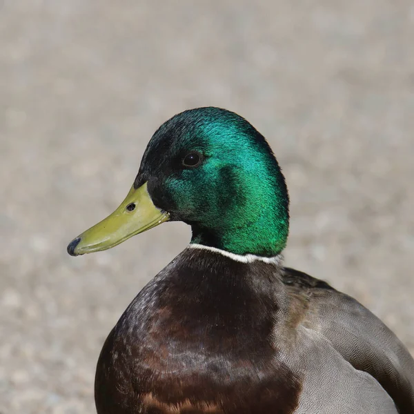 Κοντινό Πλάνο Του Mallard Duck Anas Platyrhynchos — Φωτογραφία Αρχείου