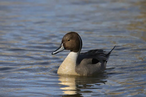 Northern Pintail Male Anas Acutas Swimming Pond — стоковое фото