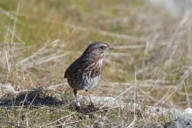 Song Sparrow (melospiza melodisi) çimlerin üzerinde duruyor