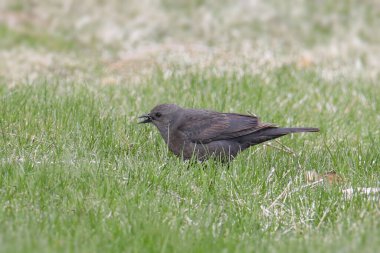 Brewer 's Blackbird (dişi) (euphagus siyanocephalus)