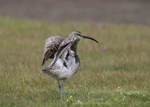 Whimbrel Numenius Phaeopus Wings Partially Extended — Stock Photo, Image