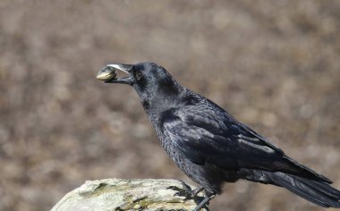 Amerikan Kargası (corvus brachynchos) gagasında bir kabukla