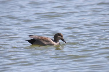 Gadwall Ördeği (erkek) (ananas strepera) bir gölde yüzüyor