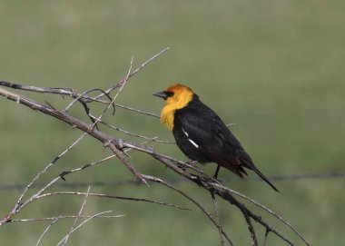 Sarı başlı Karatavuk (erkek) (xanthocephalus xanthocephalus) küçük bir dal tünemiştir.