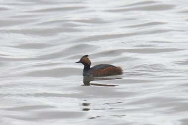 Eared Grebe (üreme) (Podiceps nigricollis) bir gölde yüzüyor